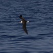 Black-capped Petrel