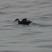Audubon's Shearwater