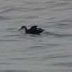 Audubon's Shearwater