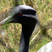 Demoiselle Crane