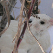 Japanese Quail
