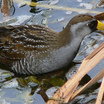 Sora