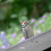 Ladder-backed Woodpecker