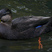 American Black Duck