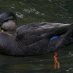 American Black Duck