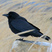 American Crow