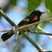 American Redstart