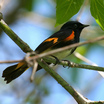 American Redstart