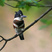 Belted Kingfisher
