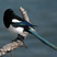 Black-billed Magpie