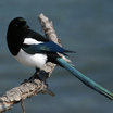 Black-billed Magpie