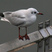 Black-headed Gull