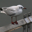 Black-headed Gull