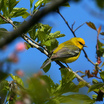 Blue-winged Warbler