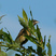 Bobolink