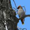 Bohemian Waxwing