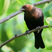 Brown-headed Cowbird