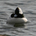 Bufflehead