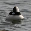Bufflehead