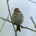 Clay-colored Sparrow