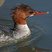 Common Merganser