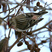 Common Redpoll