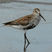Dunlin