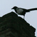 Eurasian Magpie