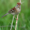 Field Sparrow