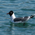 Franklin's Gull