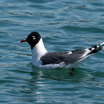 Franklin's Gull