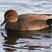 Gadwall
