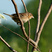Grasshopper Sparrow