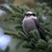Gray Jay Gray Jay