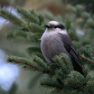Gray Jay