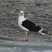 Great Black-backed Gull