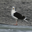 Great Black-backed Gull