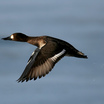 Greater Scaup