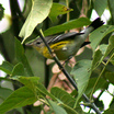Magnolia Warbler