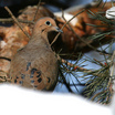 Mourning Dove