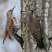 Northern Flicker