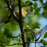 Orange-crowned Warbler