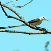 Scissor-tailed Flycatcher
