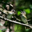 Red-eyed Vireo