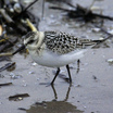 Sanderling