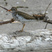 Spotted Sandpiper
