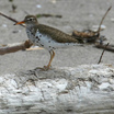 Spotted Sandpiper
