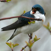 Tree Swallow