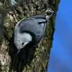White-breasted Nuthatch
