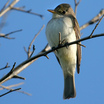 Willow Flycatcher
